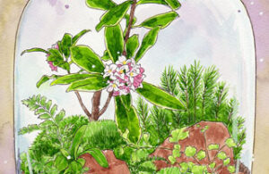 企画展 花に聞くvol.21「沈丁花」